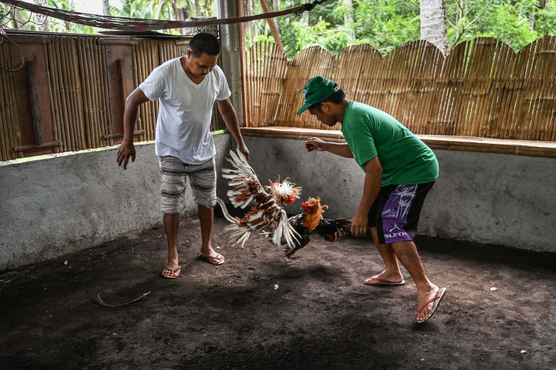 Feathers fly as Philippine cockfighting shakes off Covid closures
