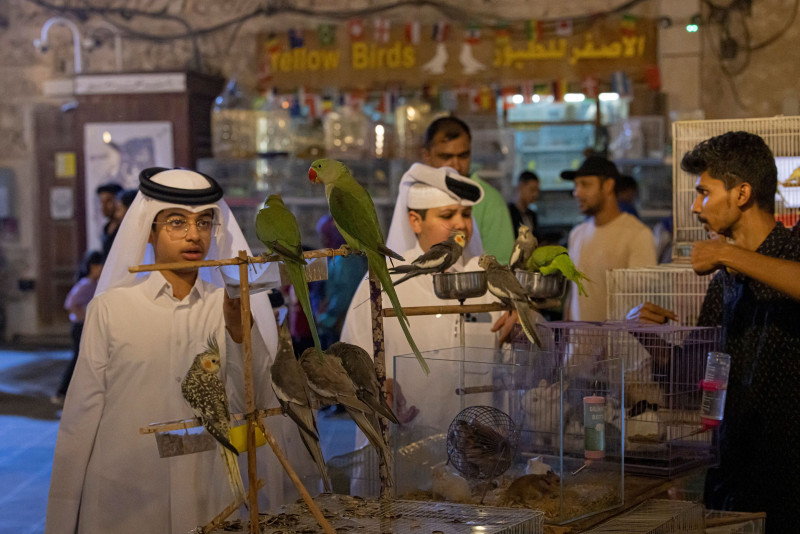 Falconers hope to draw World Cup fans to Qatar heritage
