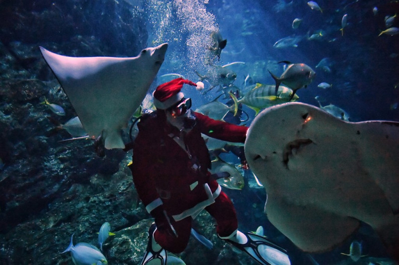 Better watch out, better not bite: Thai Santa divers feed sharks
