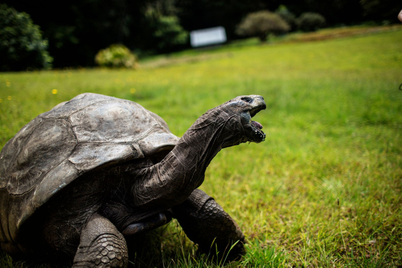 Shell-ebrity: world's oldest tortoise turns 190 (ish)