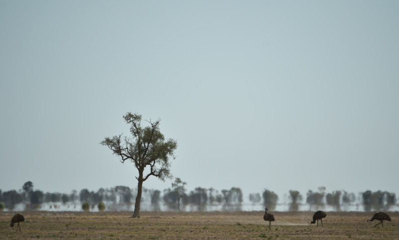 Most countries may see annual heat extremes every second year: study