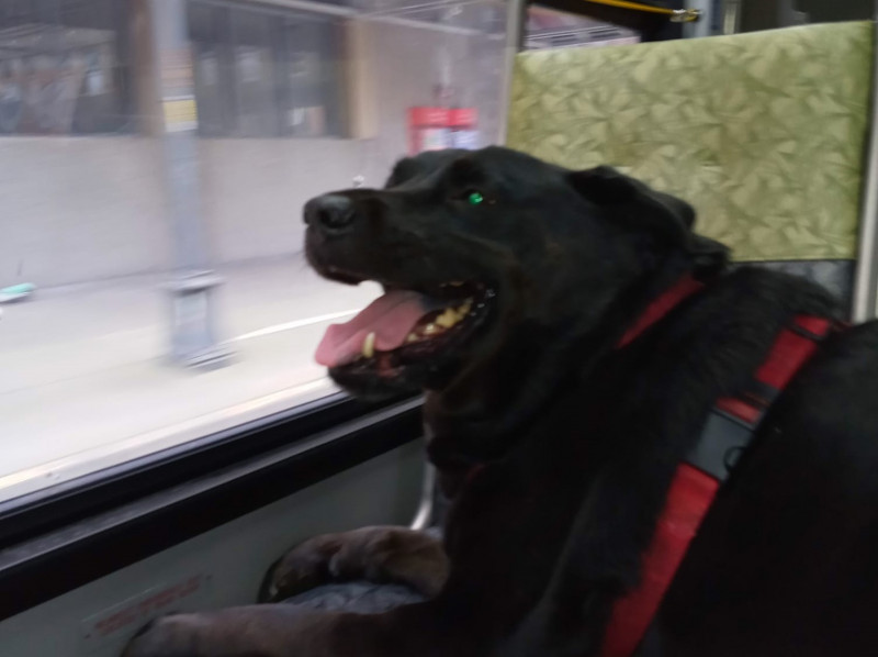 Beloved Seattle dog who rode the bus dies, aged 10