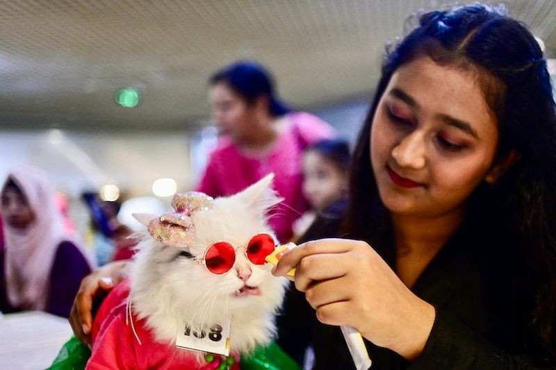 Puss in boots: fancy dress felines on the Bangladesh catwalk | Animals |  The Vibes