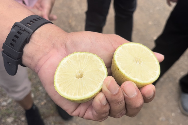 Lemons, once only imported are now being grown commercially in Malaysia