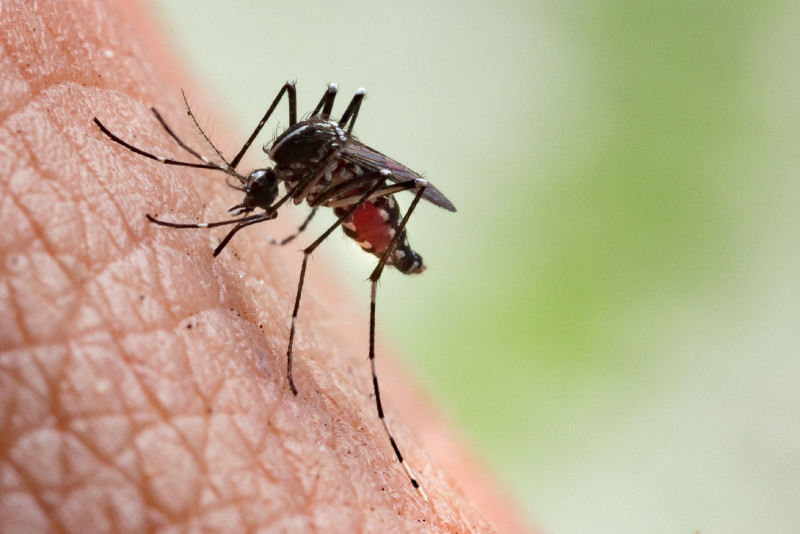 Three natural solutions to keep mosquitoes at bay