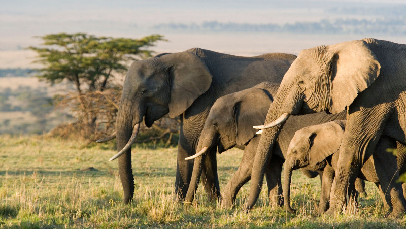 Why the extinction of elephants could be bad news for climate mitigation