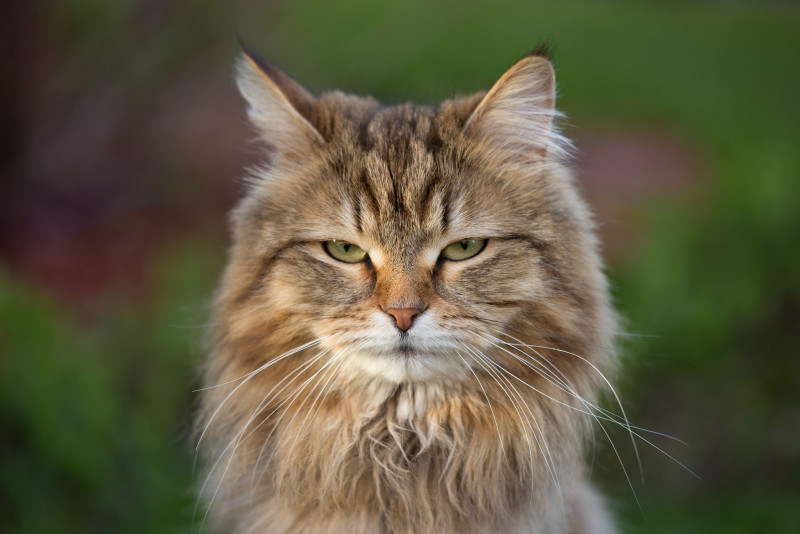 Cats are snobs: they only answer to certain privileged people
