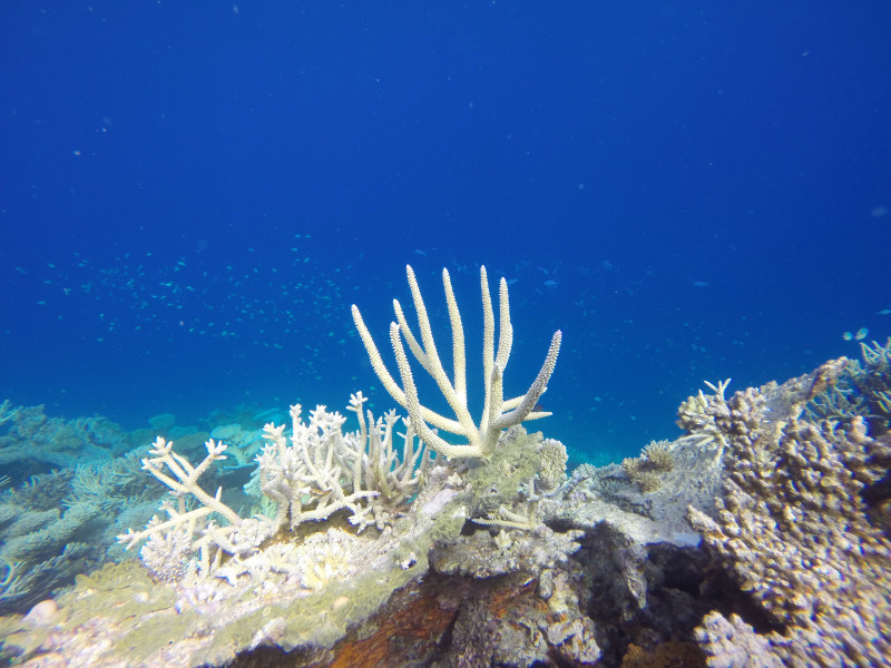Coral bleaching and how it endangers the sea and aquatic wildlife