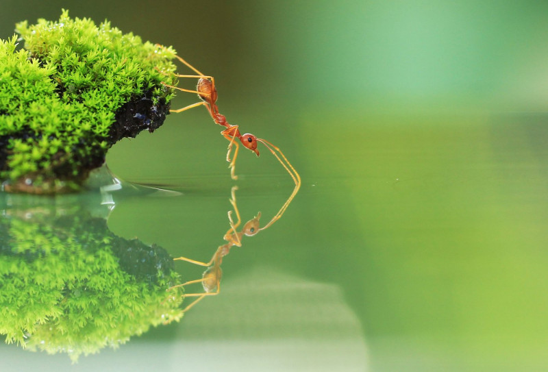 Ants show the way to beating traffic jams