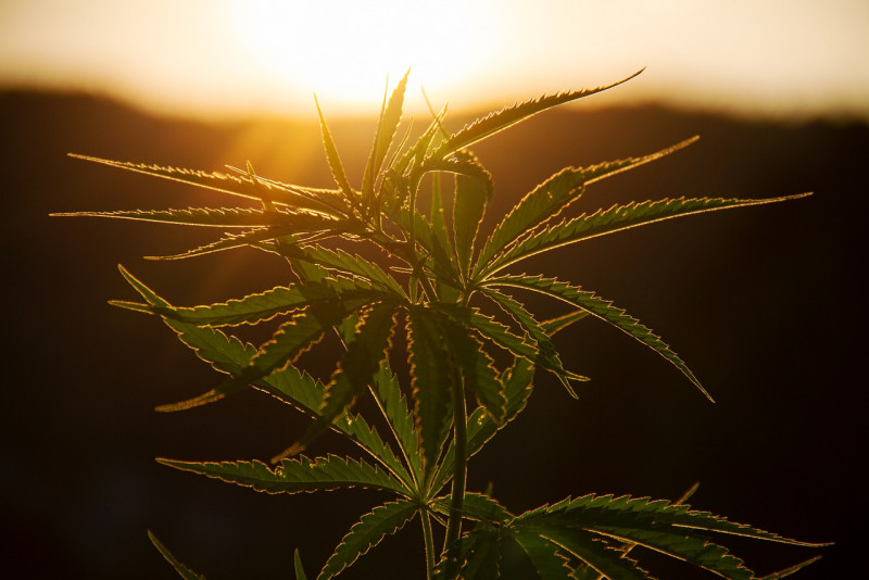 Germany’s new govt to legalise recreational cannabis