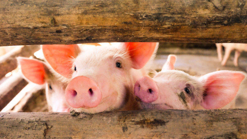 Study: We still find it difficult to grasp that animals are sentient beings (just like us)