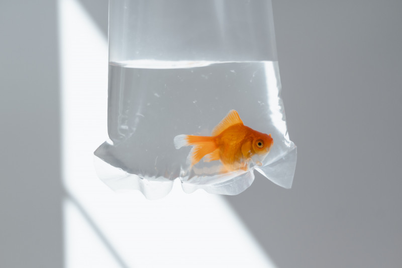 Inside Shazmin’s Head – Episode 10: We are all becoming goldfish