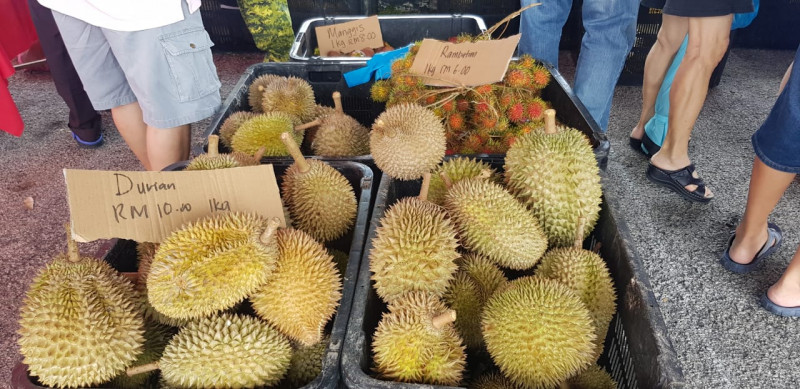 New Tuhan Kasi durian variant an example of Penang ingenuity