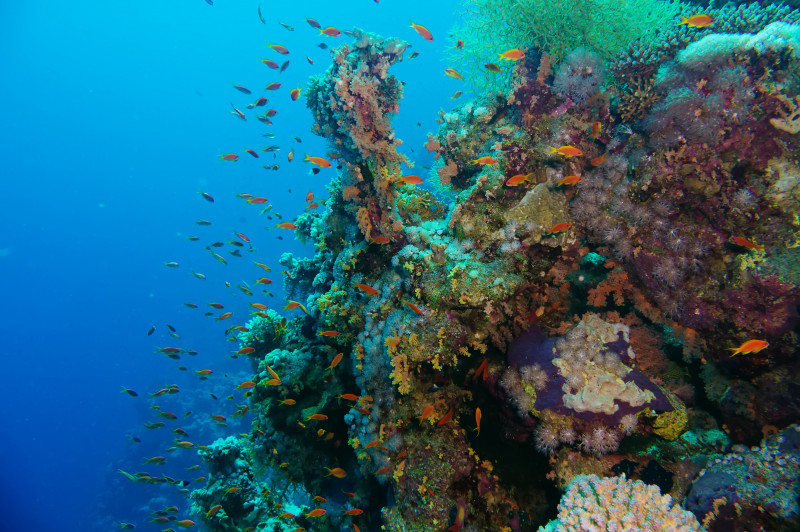 Mysteries and music: listening in to underwater life