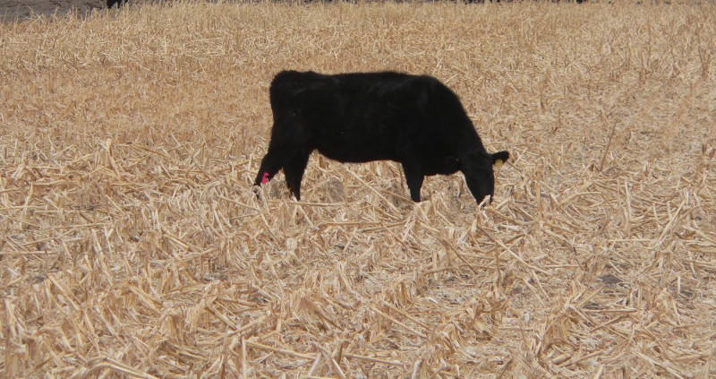Non-food crops are eating up our food