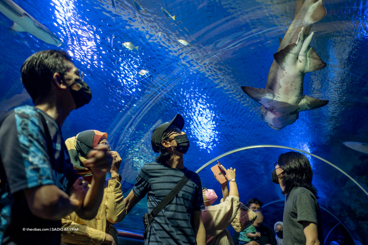 Despite their size, Aquaria KLCC’s sand tiger sharks are not aggressive and they do not prey on humans. – SADIQ ASYRAF/The Vibes pic, November 27, 2021