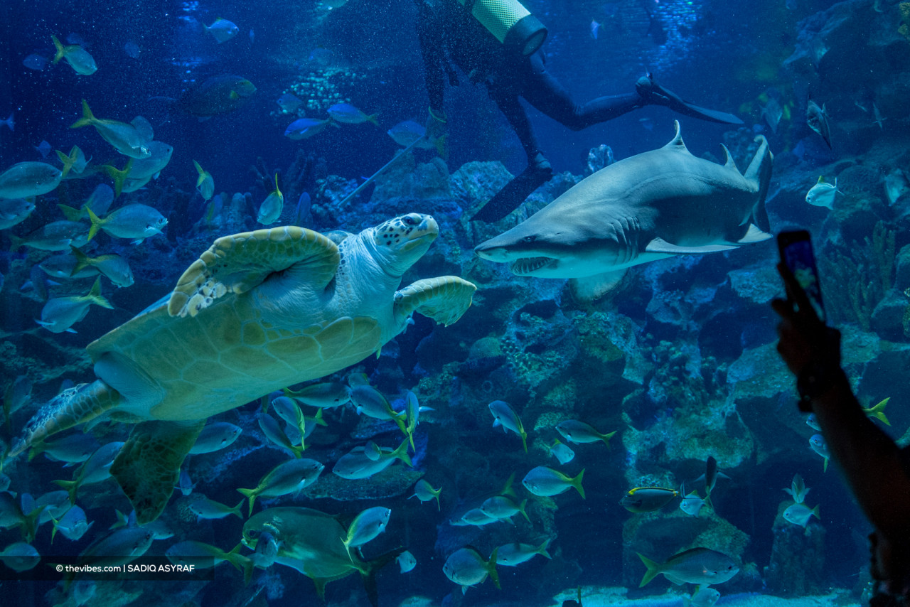 At Aquaria KLCC, a shark, a turtle, a diver, and an abundance of fish do bring to mind scenes from the ‘Finding Nemo’ movie. – SADIQ ASYRAF/The Vibes pic, November 27, 2021