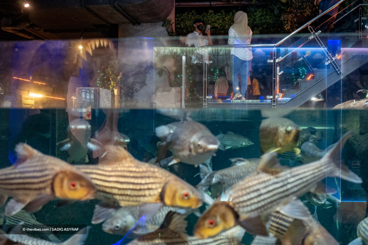In addition to marine animals, high quality freshwater fish species are also housed at Aquaria KLCC. – SADIQ ASYRAF/The Vibes pic, November 27, 2021