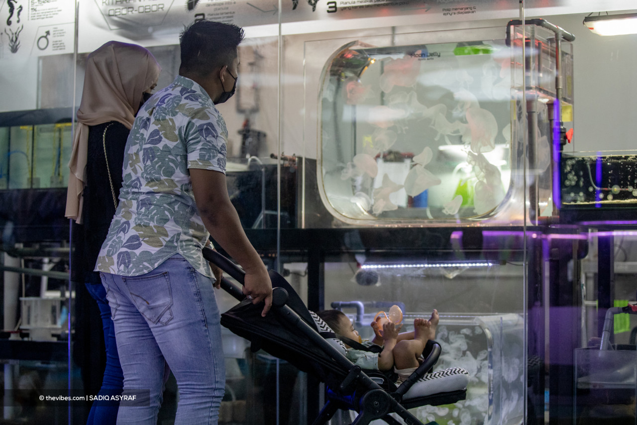 Visitors will not have to worry about being stung as the Station Aquarius that houses the Jellyfish Lab lets them approach the marine animal safely. – SADIQ ASYRAF/The Vibes pic, November 27, 2021