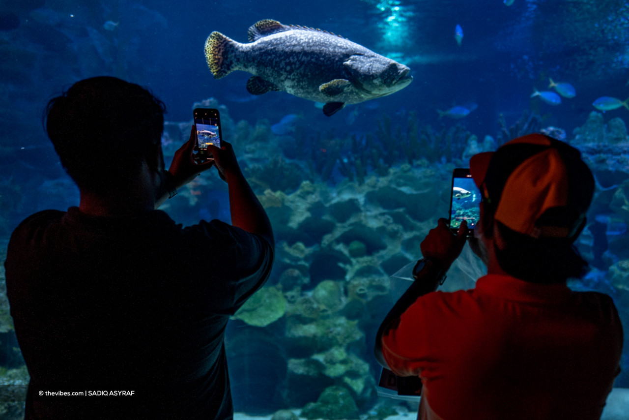 Naturally, Aquaria KLCC visitors would not miss the opportunity to record Bob the grouper’s beautiful slow-moving swimming action. – SADIQ ASYRAF/The Vibes pic, November 27, 2021