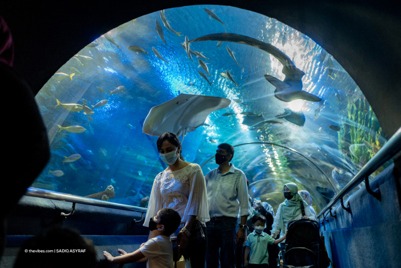 [PHOTOS] No diving necessary to meet sharks and fishes galore