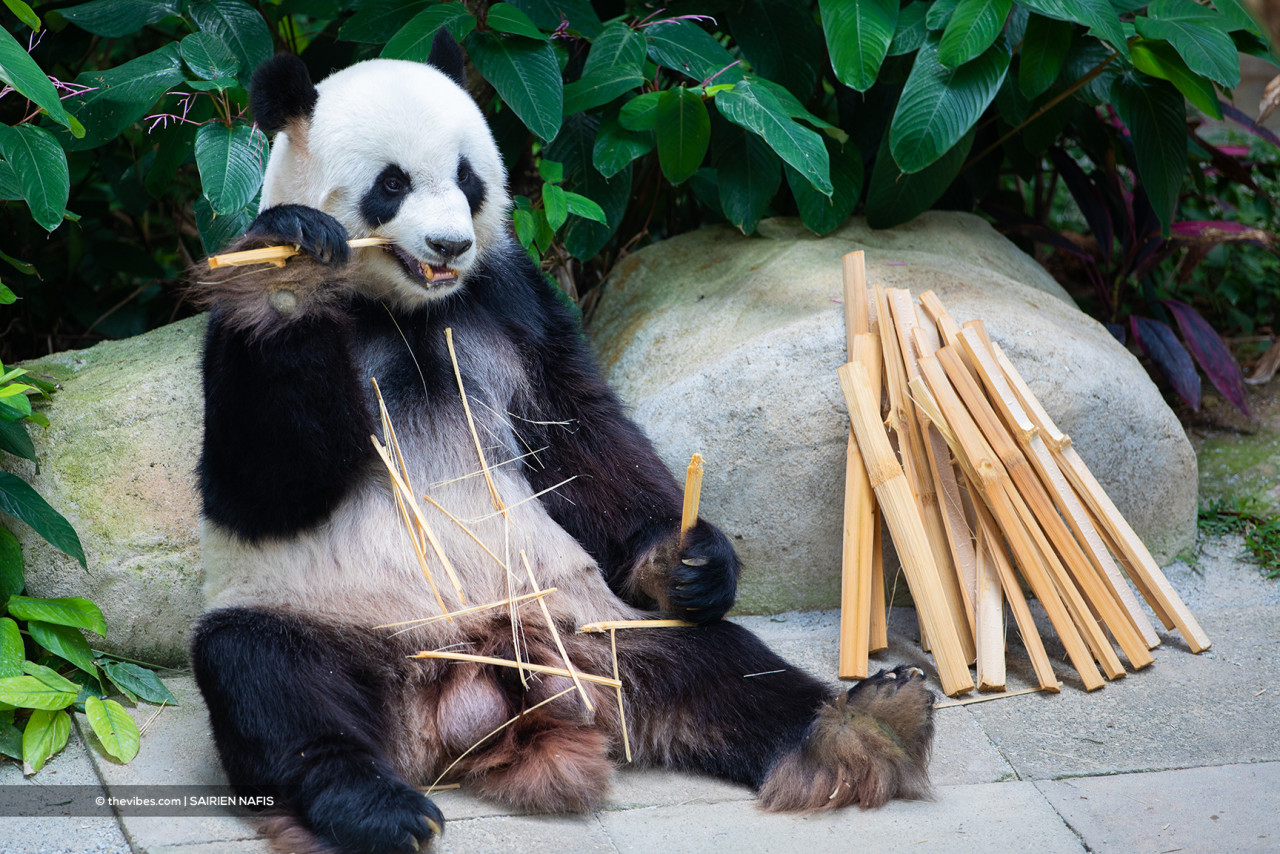 Xing Xing enjoying a leisurely crunchy lunch. – SAIRIEN NAFIS/The Vibes pic, October 7, 2021