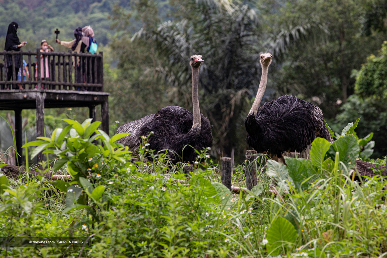 A couple of ostriches going about their day. – SAIRIEN NAFIS/The Vibes pic, October 7, 2021