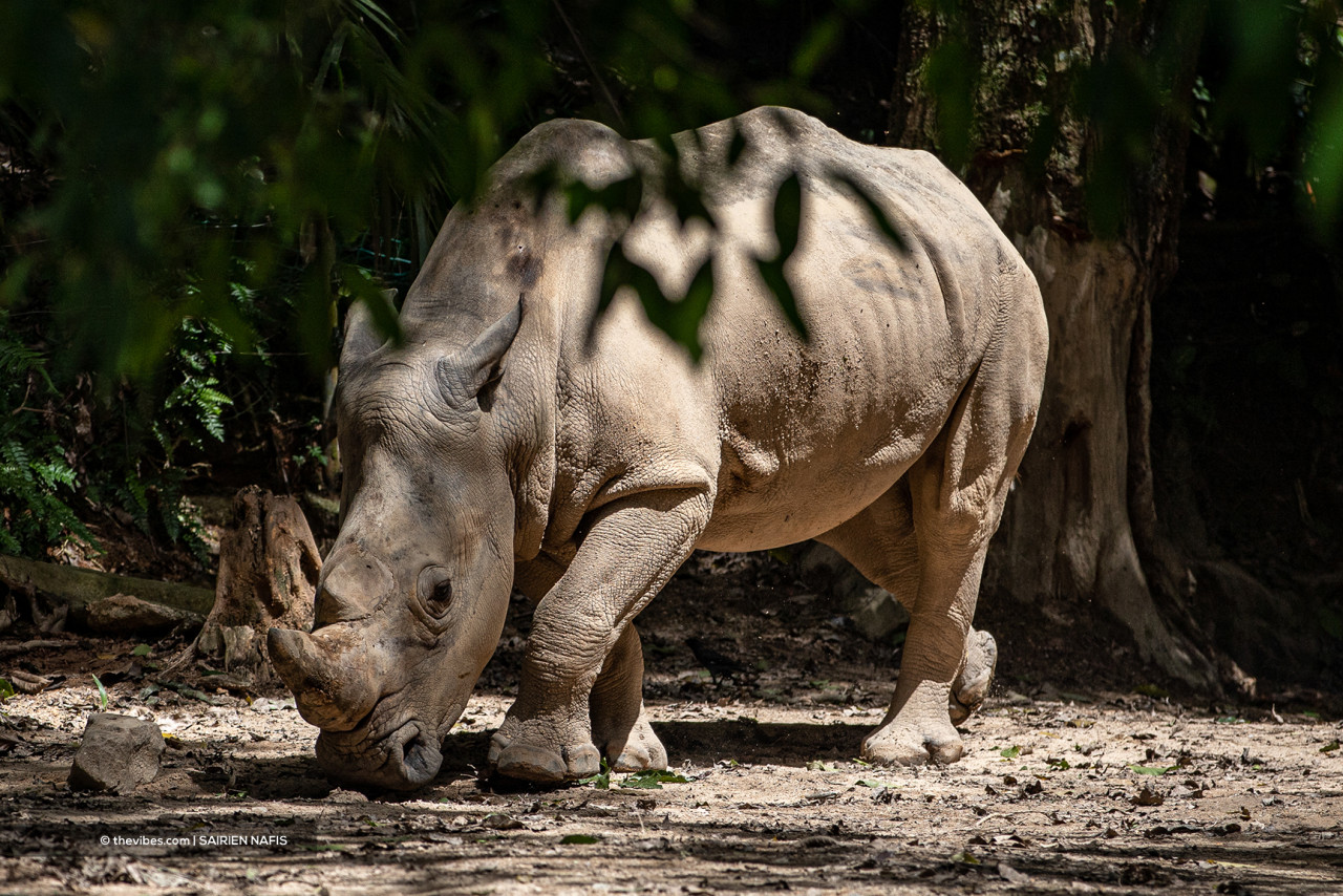 The white rhinoceros is the largest extant species of the horned odd-toed ungulates at Zoo Negara. – SAIRIEN NAFIS/The Vibes pic, October 7, 2021
