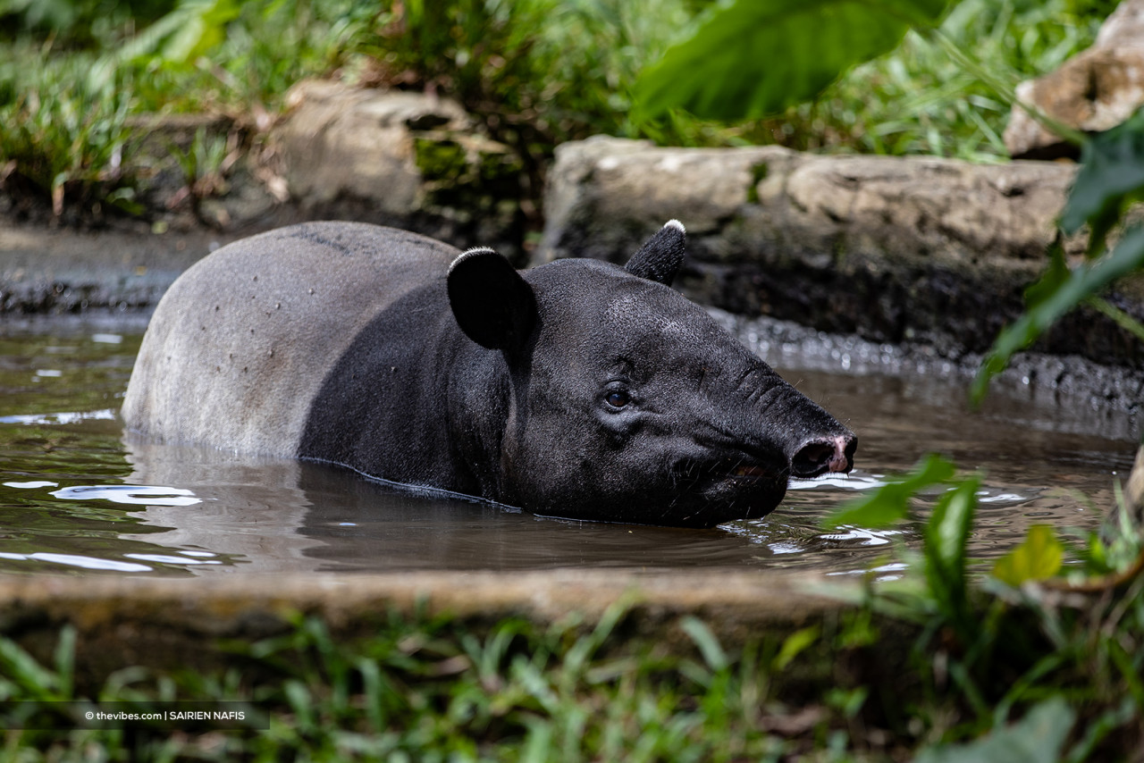 The two-toned and road-accident-prone Malayan tapir is native to Southeast Asia. – SAIRIEN NAFIS/The Vibes pic, October 7, 2021