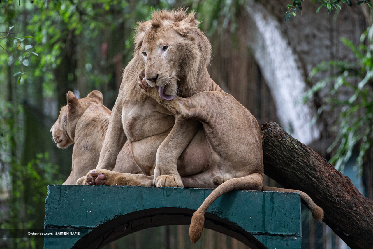 The lions at Zoo Negara are proof that food and animal welfare are no issues at the tourist hotspot. – SAIRIEN NAFIS/The Vibes pic, October 7, 2021