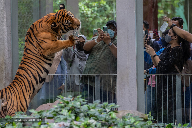 Fallen tree at Melaka Zoo injures three