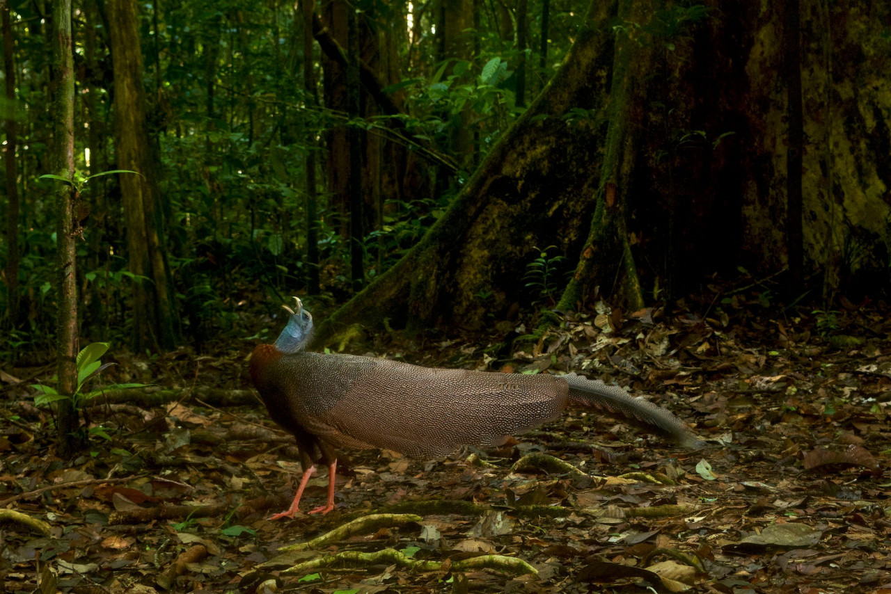 The male great argus pheasant executes its mating call which involves a series of long deep-throated ‘whoop, whoop’, delivered at timed intervals. - Pic by BBC Earth