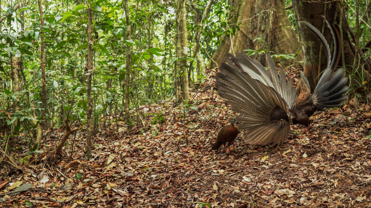 A male great argus pheasant unfurls its wing and tail feathers in a sexy courtship display to woo its female mate at the Gunung Palung National Park in Borneo. - Pic by BBC Earth