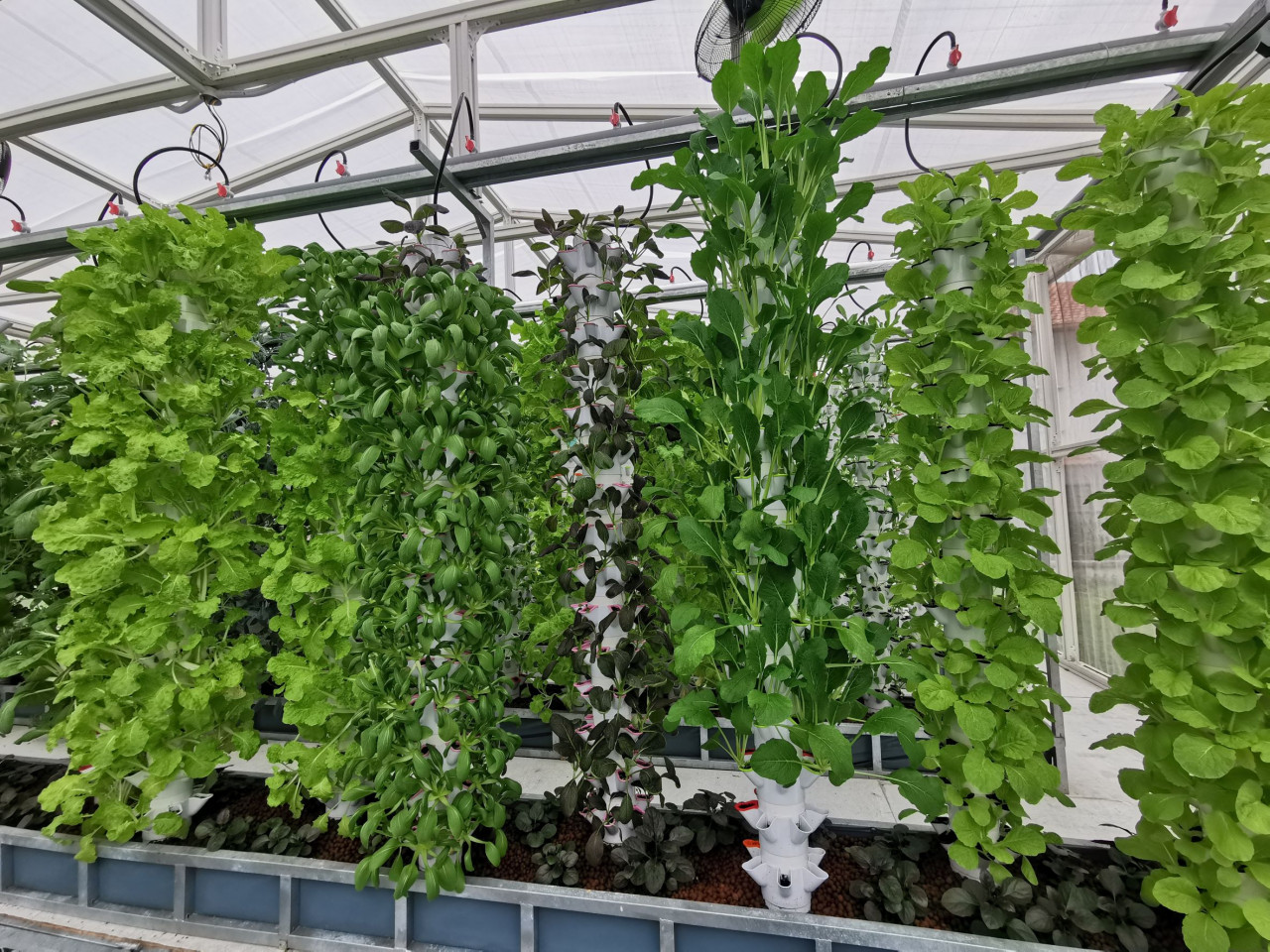 The aquaponic farming greenhouse with the set up of vertical plant towers. – Pic courtesy of APU
