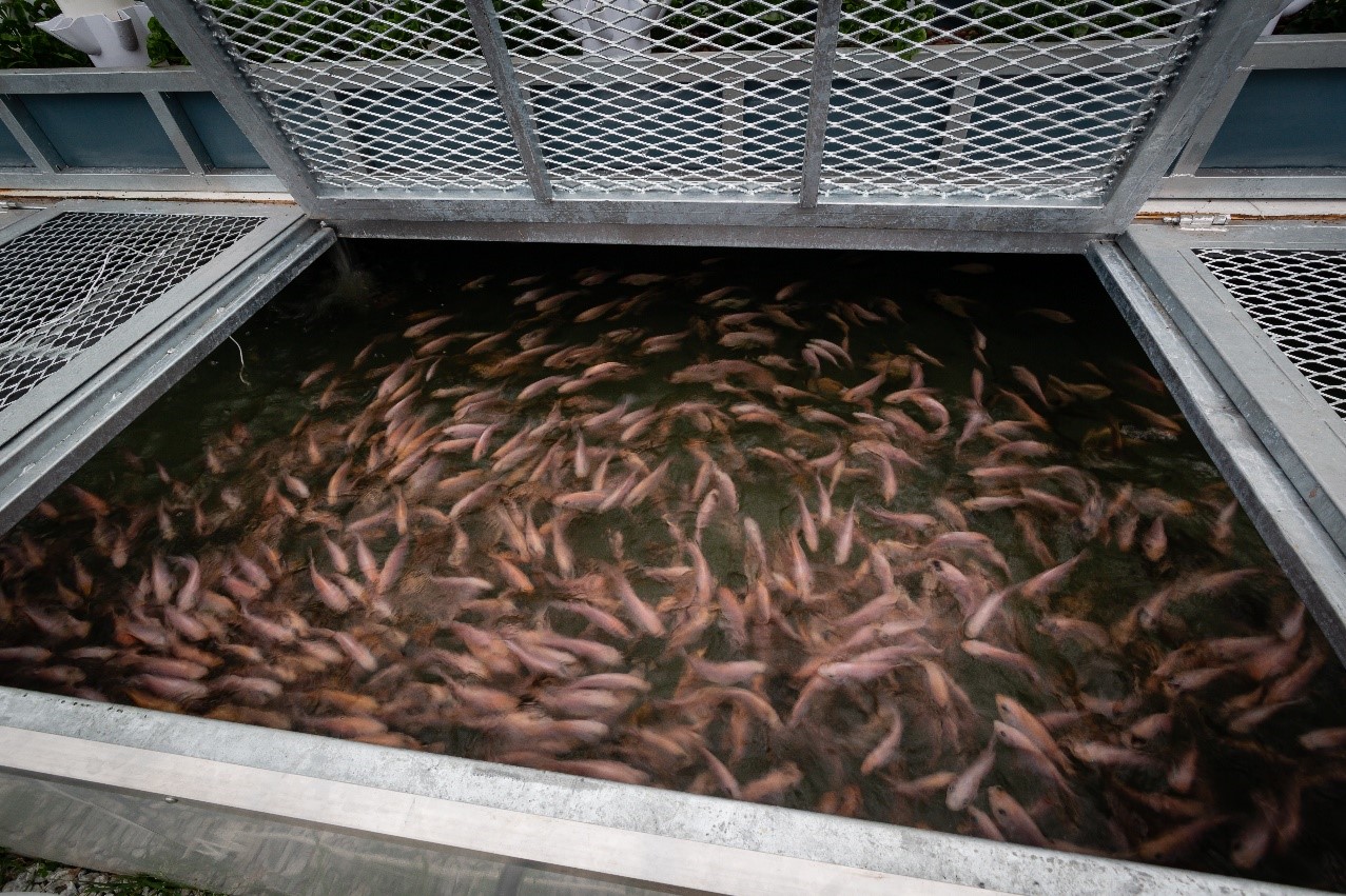 A pond full of healthy red tilapia in the greenhouse, is the powerhouse in producing nitrate-rich water to grow the plant. – Pic courtesy of APU