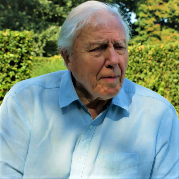 Sir David Attenborough… featuring Borneo’s great argus pheasant is one of the major highlights in The Mating Game. – Screen-grab from pre-recorded video