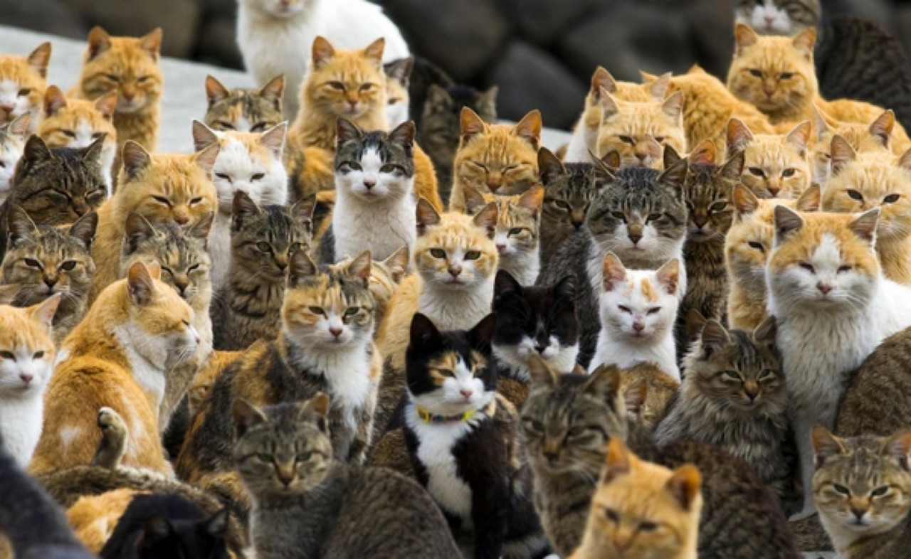 The feline colony at the Japanese island of Aoshima. — Google pic