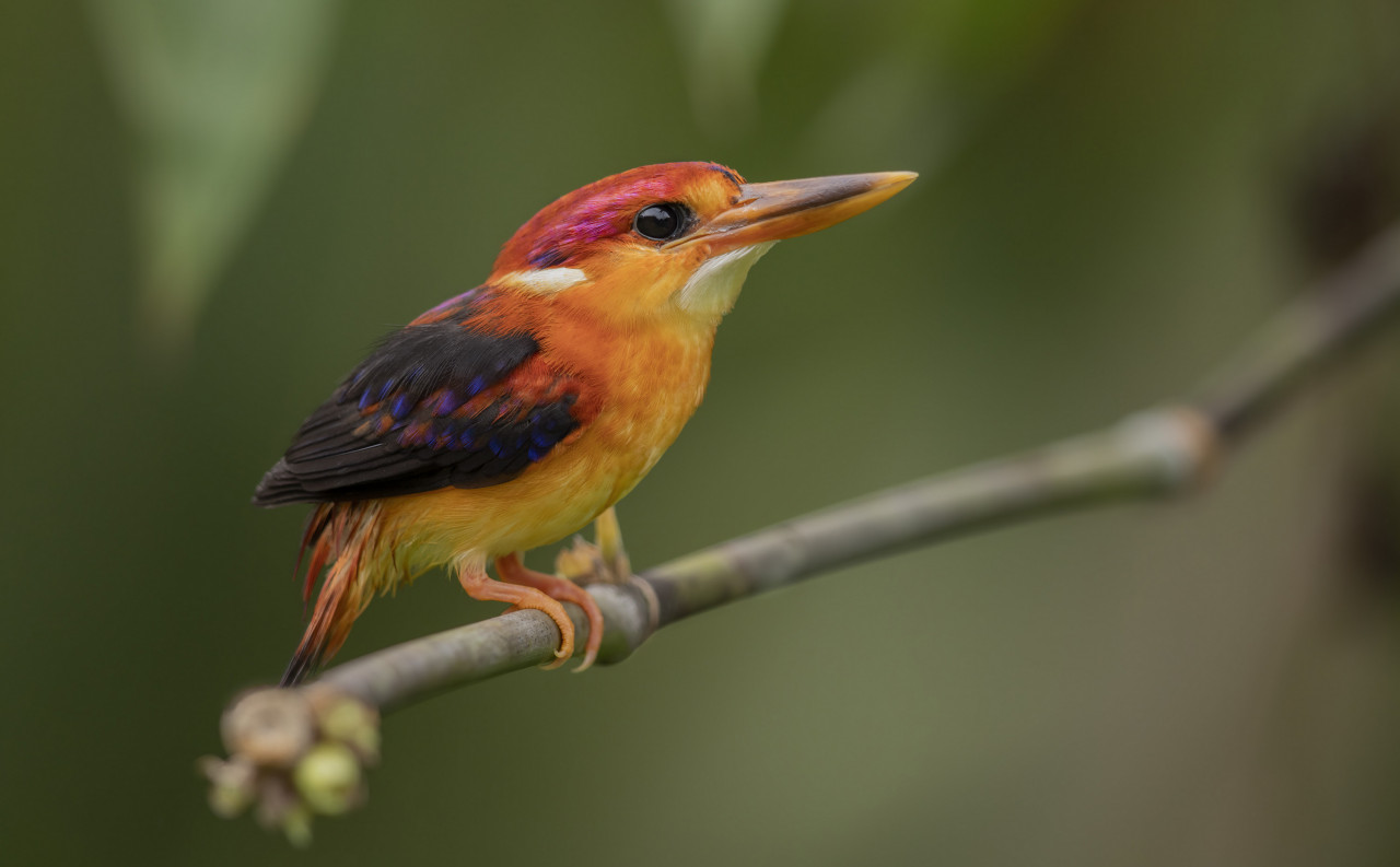 The Oriental Dwarf Kingfisher is one the smallest kingfishers in the world and is one of the many migratory bird species that pass through our country on their way south to escape the harsh winters of the north where they will return in the spring to breed. It is unfortunate that many of these migratory birds end up losing their lives during this arduous journey due to rapid urbanisation. – Pic courtesy of Peter Ong