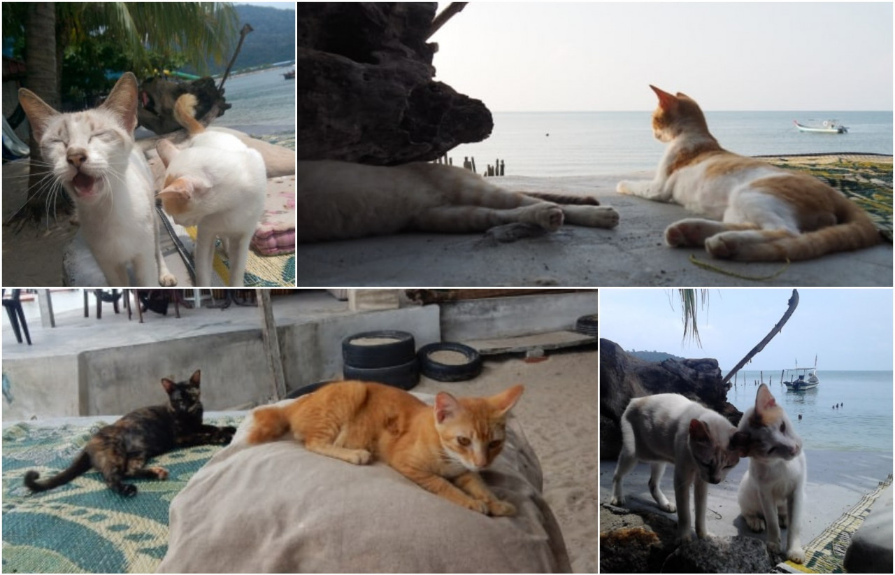 Much like other non-profit establishments, the pandemic has caused setbacks in operations. The sanctuary is calling for public donations to help continue their efforts to keep things pawsitive at the haven. — Cat Beach Sanctuary pic