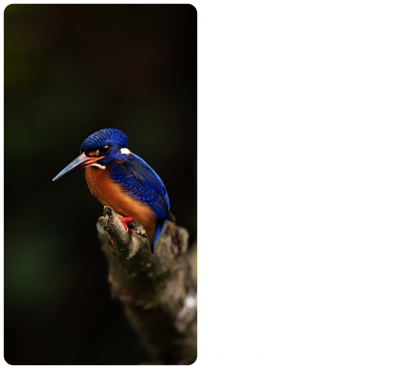The Blue-Eared Kingfisher is perfectly adapted to fishing in streams and rivers. It sits in the shadows of the canopy where its brilliant shades of blue blend into the shadows while it waits for unsuspecting prey in the waters below. They can still be found in waterways around the Klang Valley which is why our river systems must be kept clean. – Pic courtesy of Peter Ong