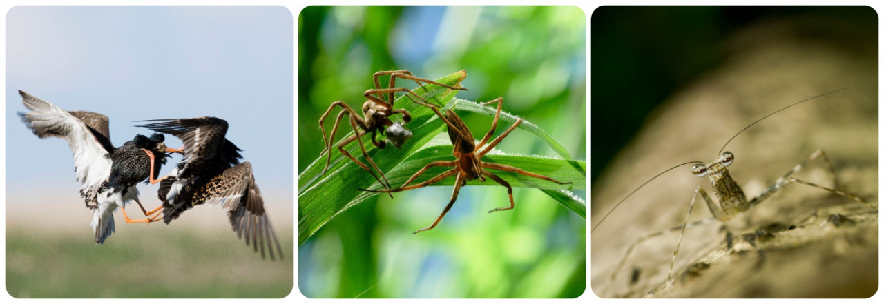 Two male ruffs, the well-known cheating crossdressers fight for dominance in a lekking arena in Finland; a male nursery spider gives a false ‘nuptial gift’ to appease his female in the mating game; an Australian male tree running mantis is the master of stealth, blending into his environment to find the perfect mate. - Pic by BBC Earth
