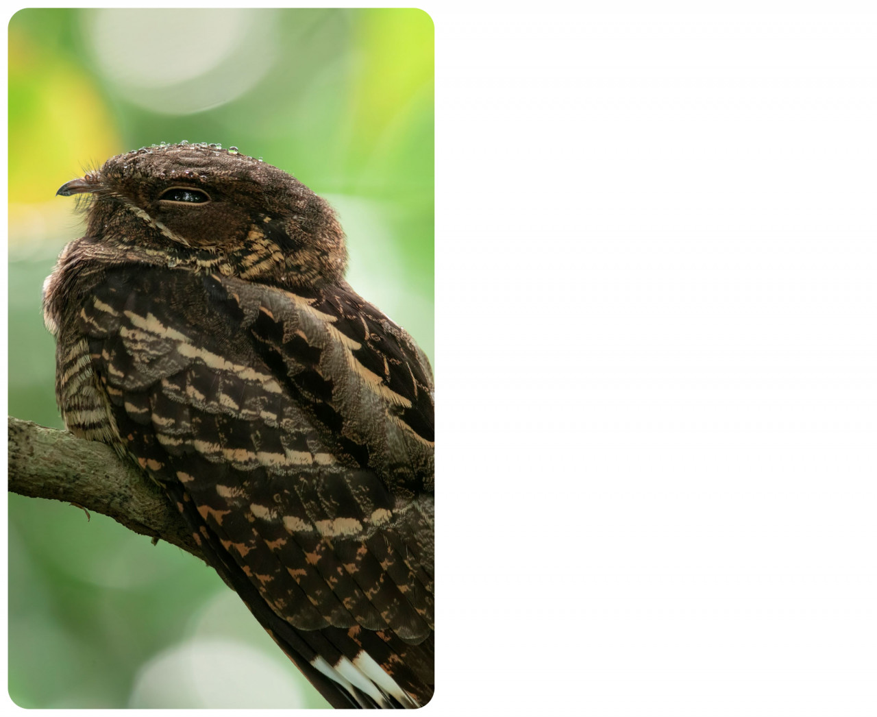 The Large Tailed Nightjar is fairly common nocturnal predator. It is also known locally as Burung Malas because it's main line of defence is camouflage. And so it will remain absolutely still - unless you get a bit too close for comfort. Even the rain doesn't phase it as he sits through a downpour, hoping that I won't notice his presence. – Pic courtesy of Peter Ong