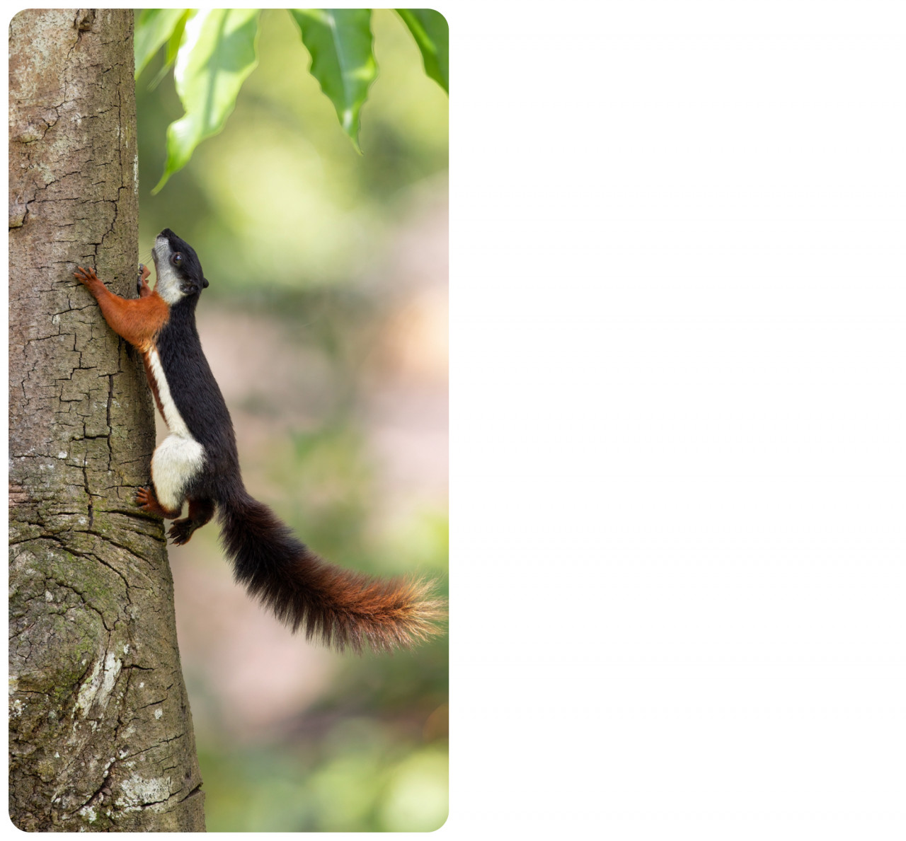 Being such a biodiverse nation, we have many species of squirrels which includes the beautiful Asian Tri-Coloured Squirrel or Prevost's Squirrel. Like many of our other squirrel species, they make nests out of twigs and leaves, much like a bird's nest, to sleep in and to birth their litter. – Pic courtesy of Peter Ong