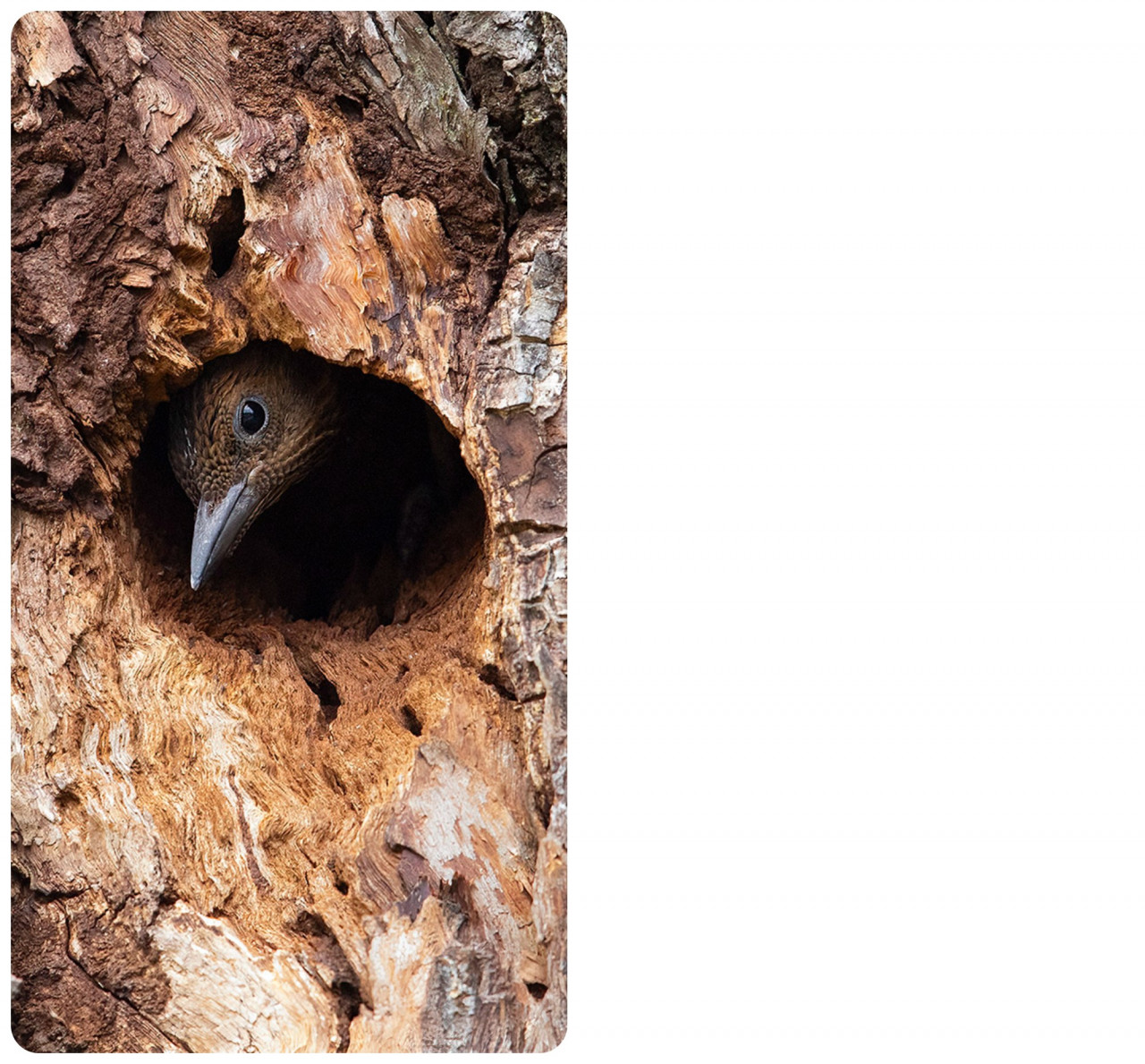 The Rufous Woodpecker has developed the perfect camouflage - it is entirely brown in colour, with the male having just two dashes of rouge on each cheek. Just before they fledge, the chicks become curious of the world around them and will slowly peek out to get a better sense of their environment. – Pic courtesy of Peter Ong
