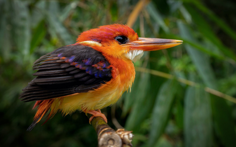 Photo of the Week: The Oriental Dwarf Kingfisher, a beautiful little bird facing peril
