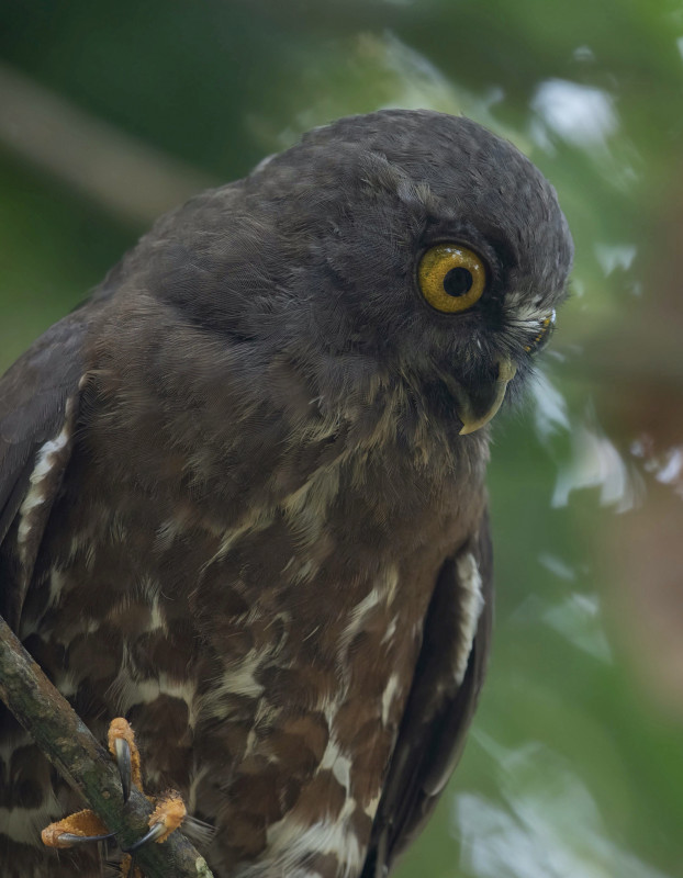 Photo of the Week: The Boobook, a raptor with razor-sharp eyes