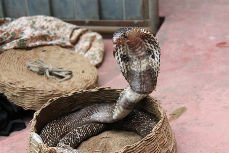 Elderly woman narrowly escapes venomous cobra in Baling home