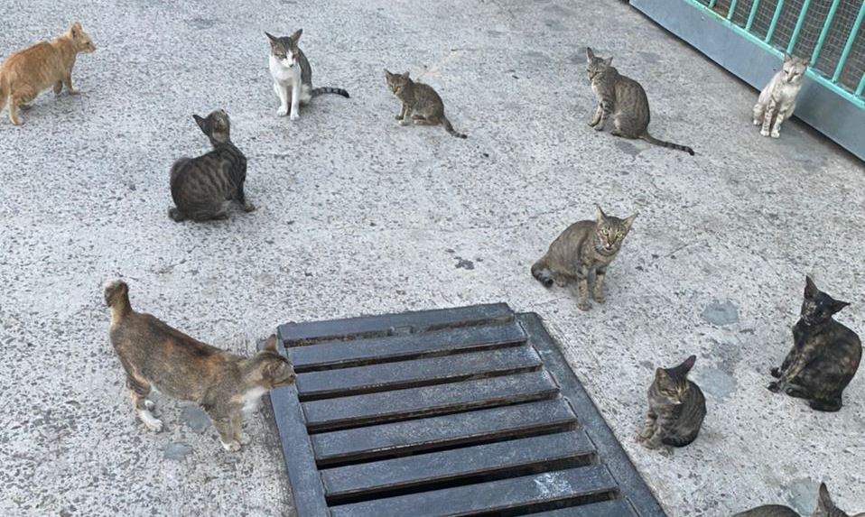 Asrianah said the cats would gather when they see her, knowing that she will bring them food. – Pic courtesy of Asrianah