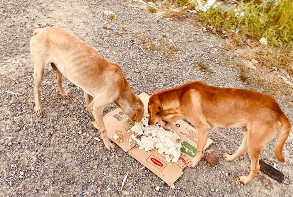 Asrianah said none of the dogs were ever violent to her, but most of them are scared of people. – Pic from Asrianah