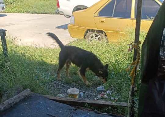 Despite having a tight budget, Anna Asmael makes the effort to cook and send food to the hungry stray animals near Muhibbah Market Mile 3. – Pic from Anna Asmael